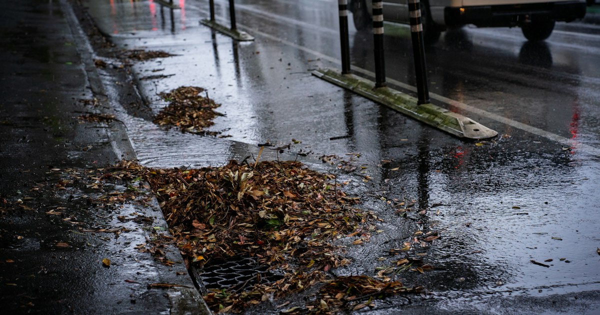 Leaves blocking a roadside drain in the rain